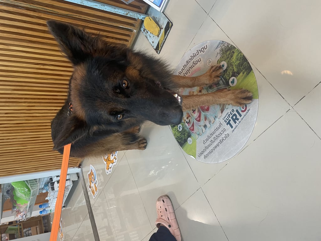 ตามหาเจ้าของหมา ตัวสูงใหญ่ อายุไม่น่าเกิน 5 ปี รู้ภาษา