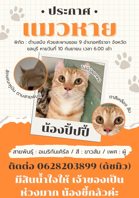ปิ้ปปี้