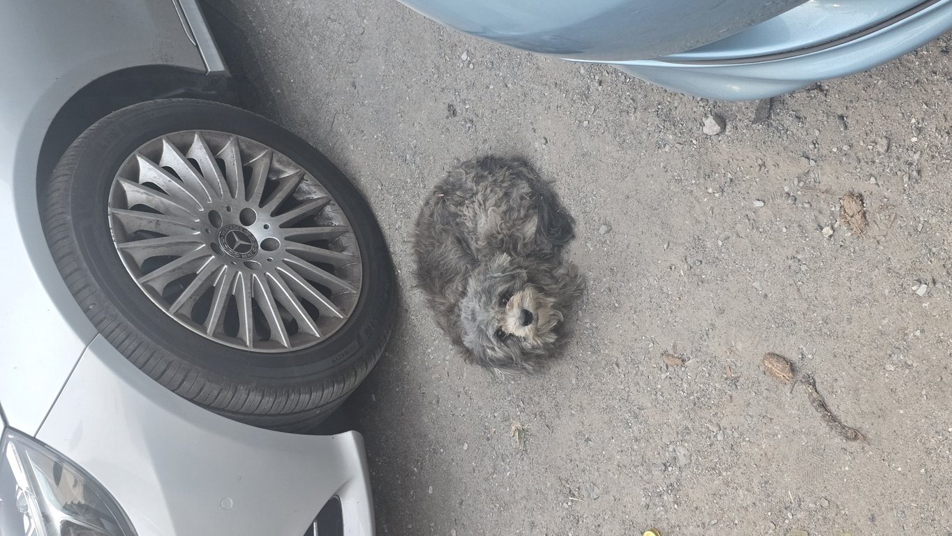 ตามหาเจ้าของหมา 