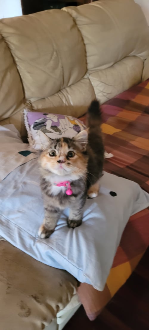 แมรี่ (แมรี่ลิน)