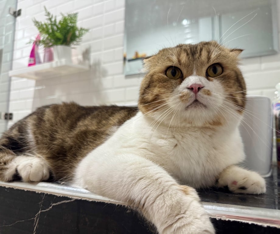 เท็ดดี้