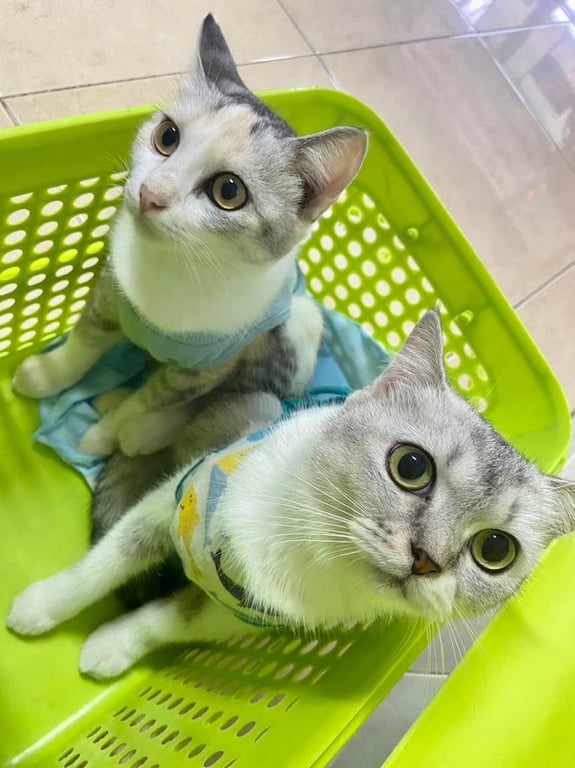 ฟ้าใหม่รักษาสัตว์