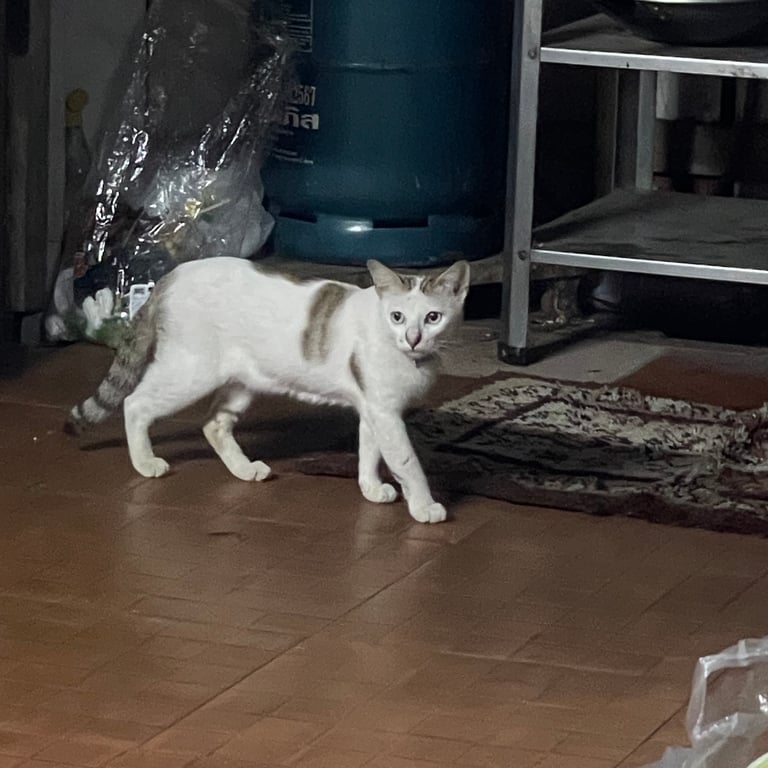 ตามหาเจ้าของแมว แมวเป็นสัตว์มาติดสัตว์ที่บ้าน มาตอนกลางคืนประมาณวันที่ 12 หลายคืนแล้ว