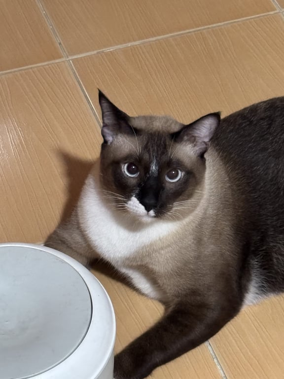 ถั่วต้ม