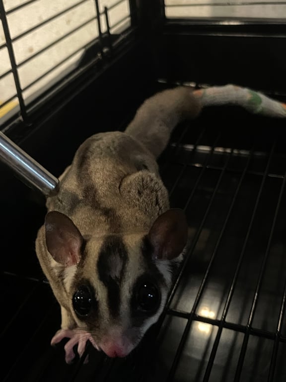 ทาโร่
