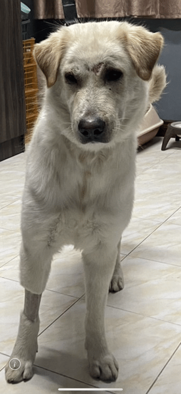 ตามหาเจ้าของหมา หมู่บ้านกานดา หมู่4 เซ็นทรัลมหาชัย โรงแรมบาหลี