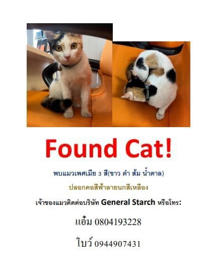 ตามหาเจ้าของแมว 