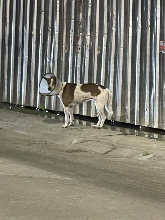 ตามหาเจ้าของหมา น้องใส่คอลล่า