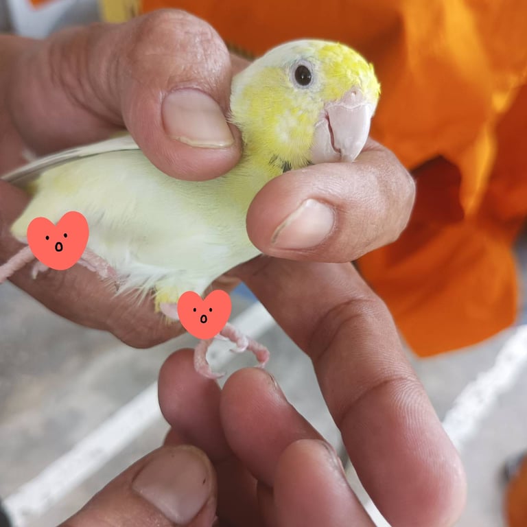 ตามหาเจ้าของนก นกแก้วฟอพัส สีเหลืองปนขาว