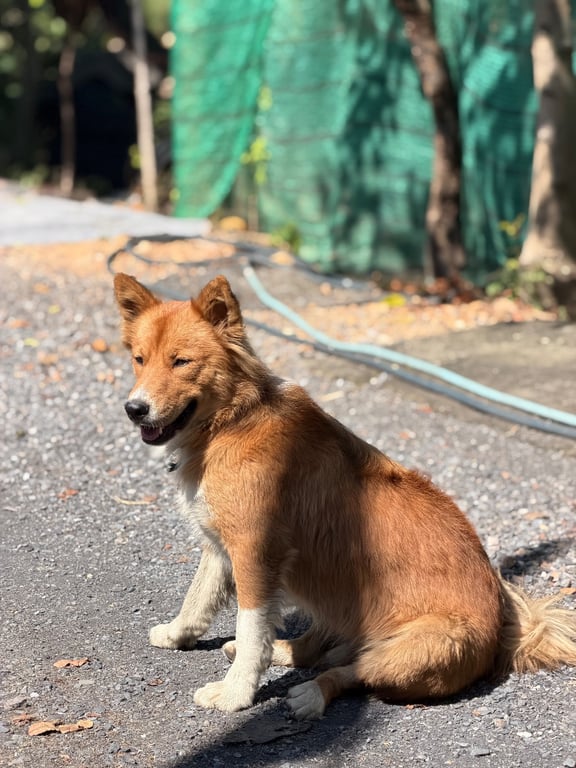 คิงคอง