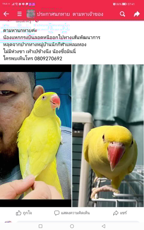 ตามหาเจ้าของนก หายจากบ้าน​ บ้านเลขที่60​ ซ.กรุงเทพ​กรีฑา​2(เลิศ​นาวา)
ปากทางหมู่บ้าน​นักกีฬา​แหลม​
น้องแหกกรงบินหนีไป​ ห่วงขาไม่มีแต่ตำหนิชัดเจน​เท้า​เป๋​ข้าง​นึง
ใครพบเห็น​หรือ​จับได้
โทร​ 0809270692​อา​หลี​ 0658758027​แอน