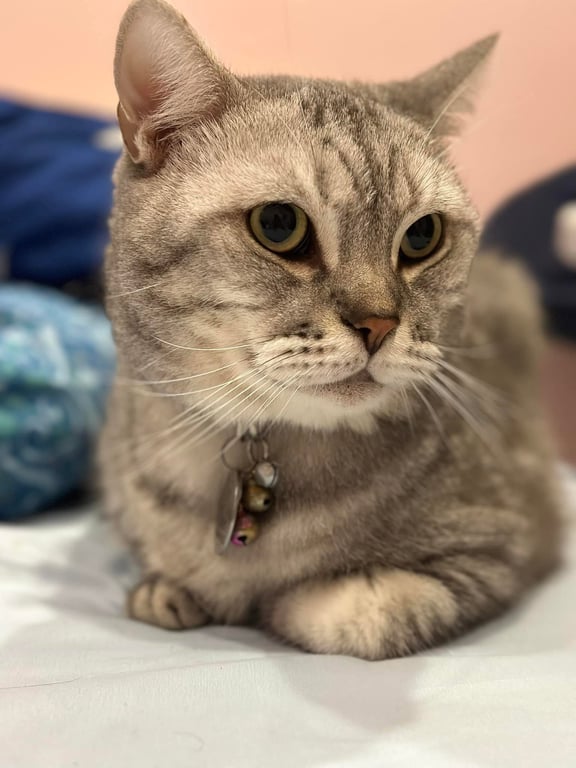 โมย่า