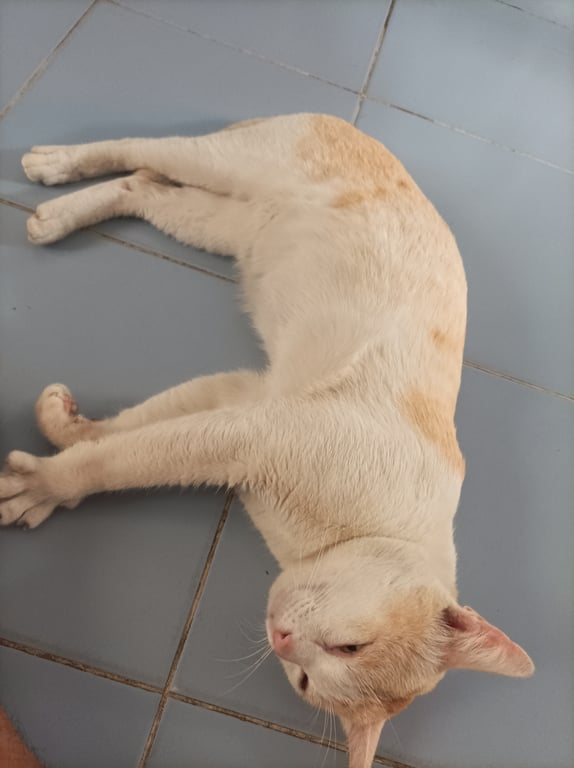 ตามหาเจ้าของแมว ขี้อ้อน ขาหน้าสั้น ชอบนวดพื้น น้ำหนักประมาณ4-5โล