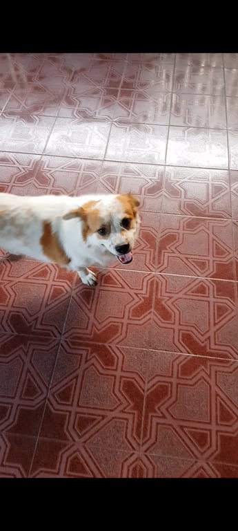 มู่