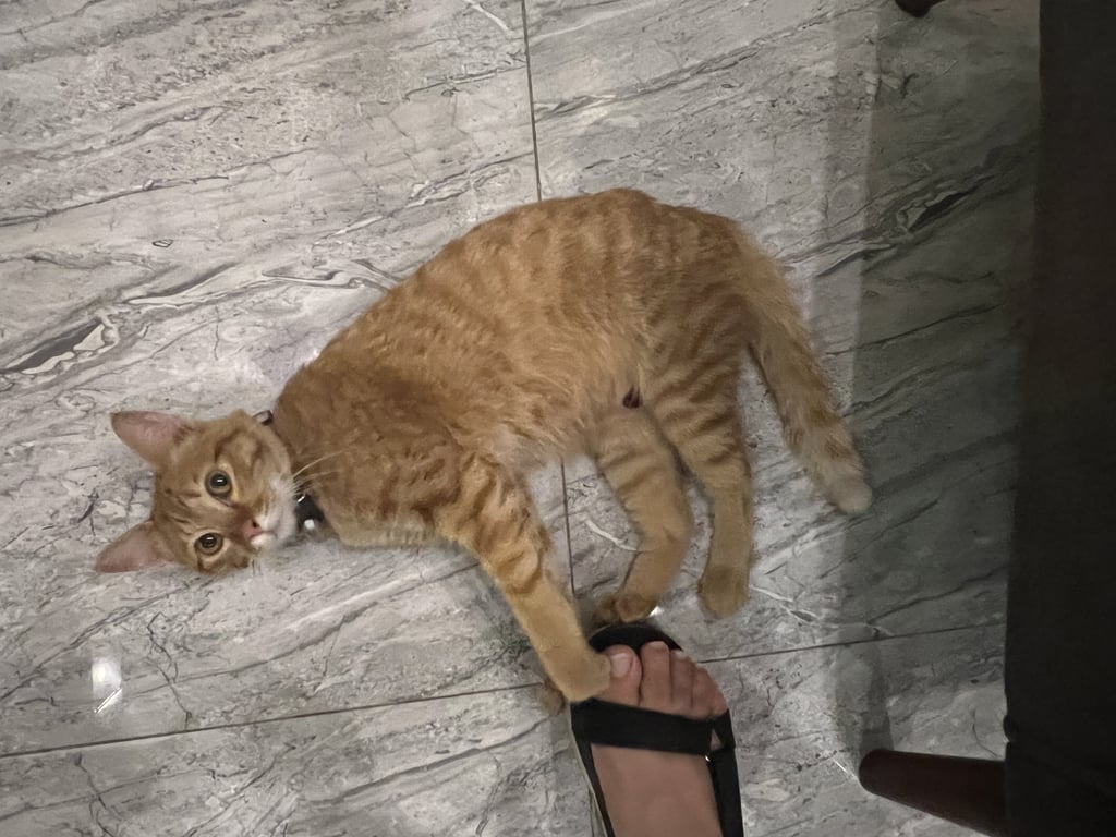 ตามหาเจ้าของแมว น้องอ้อนมากๆ เลยนะคะ เจอน้องเดินแถวๆ โรงแรม SJ miracle 
น้องมีแผลที่หน้าท้อง ช่วงระหว่าง 2 ขาหลัง น่าจะเป็นแผลที่เกิดจากการผ่าตัดแล้วแผลไม่ติดสนิท ขนาดแผลประมาณ 1*1 นิ้ว