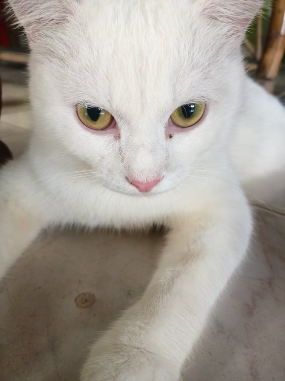 เบบี๋