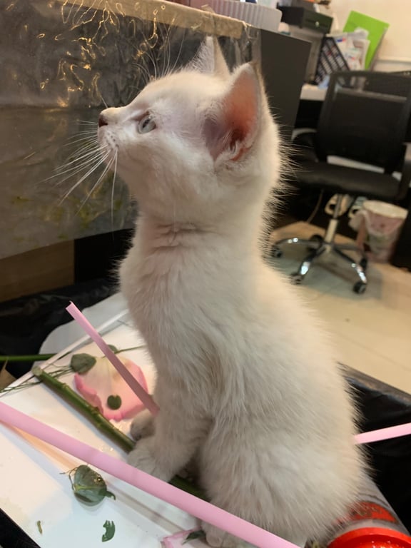เต่า