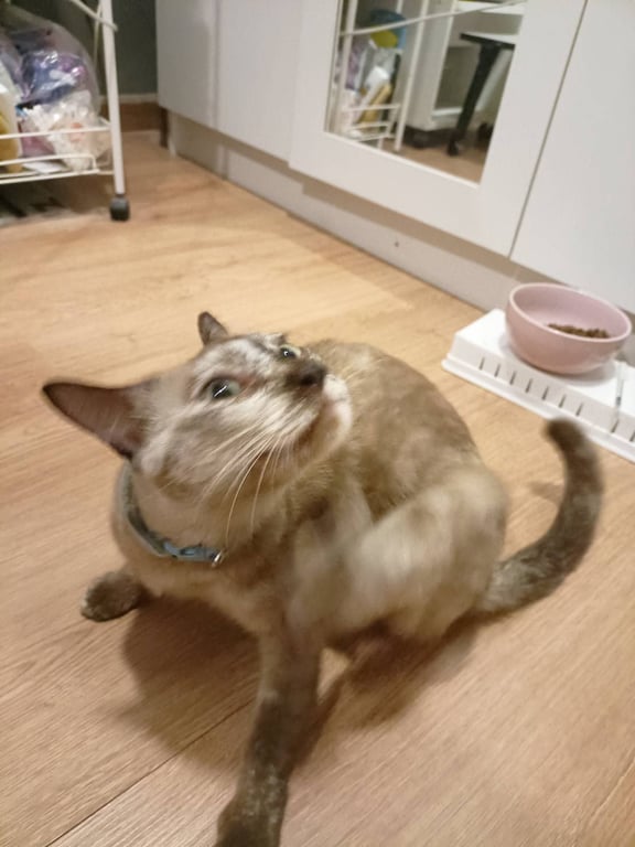 ตามหาเจ้าของแมว แมวสีเปรอะน้ำตาลครีม อ้วน ขี้อ้อน หิวโซ ปลอกคอฟ้า