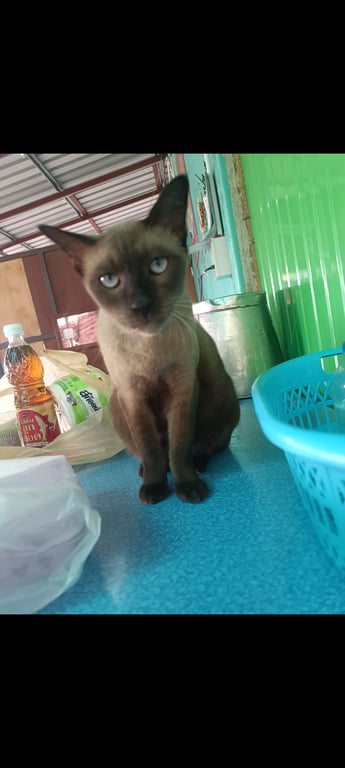 ลีโอ