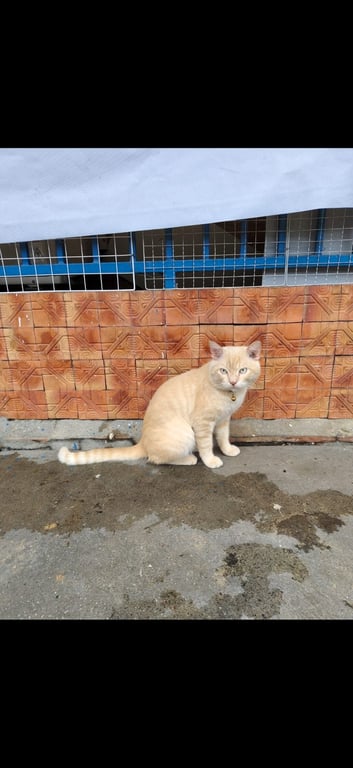 ทอง