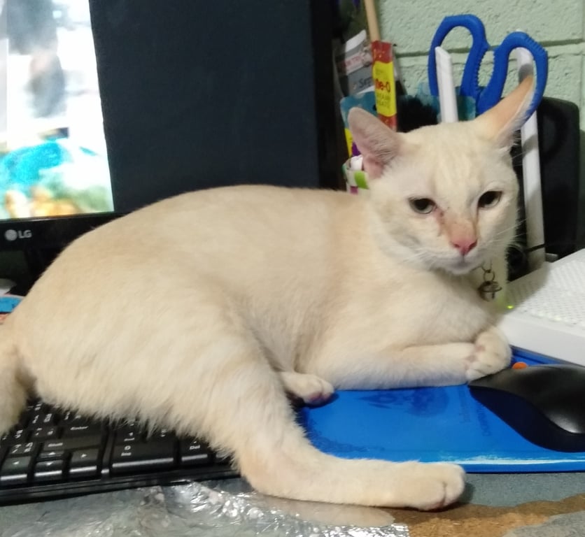 เก้า