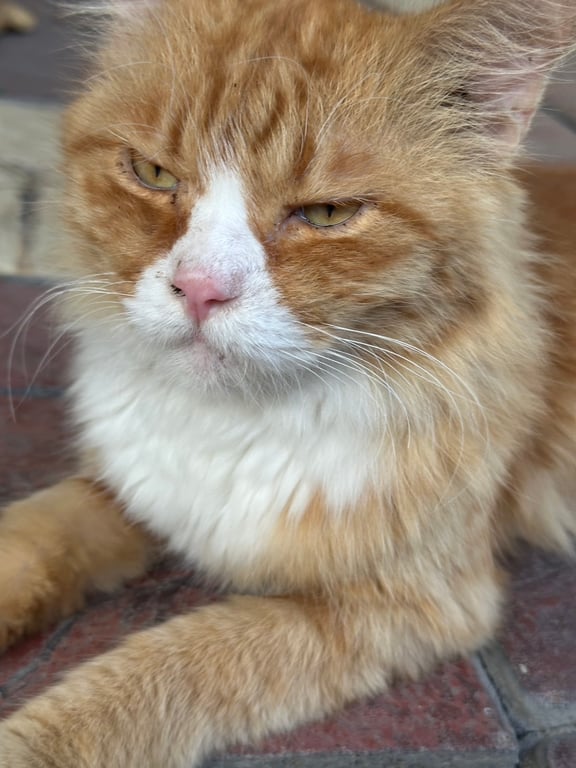 ตามหาเจ้าของแมว มีแผล เนื้อตัวมอมแมม