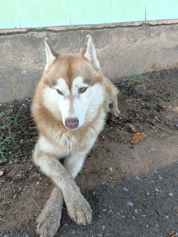 ตามหาเจ้าของหมา 