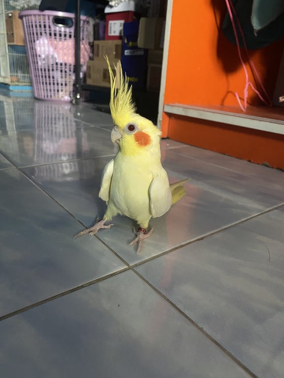 เจเจ