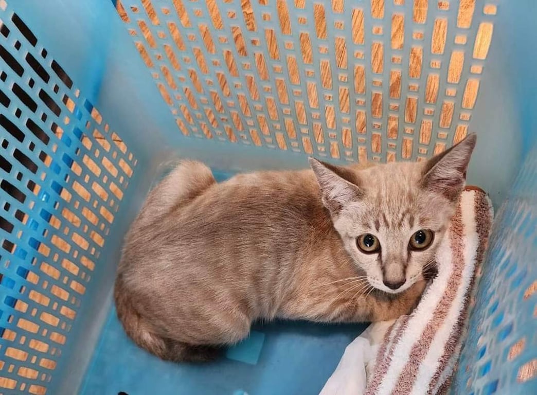 ตามหาเจ้าของแมว หาบ้านให้น้องแมวจร🏠
📍เพศผู้สีน้ำตาล อายุประมาณ 2 เดือน
📍น้องตรวจโรคแล้วนะคะ

ต้องการคนรับเลี้ยงค่ะ 
อยากให้น้องได้อยู่ที่ดีๆและมีบ้านที่อบอุ่น😊
แล้วพี่ๆคนไหนอยากเห็นผมตัวจริงได้นะคับ

รบกวนพี่ๆช่วยกันรีทวิตให้ผมหน่อยนะคับ
ผมอยากมีบ้านเหมือนพี่ๆตัวอื่นคับ🏡😊