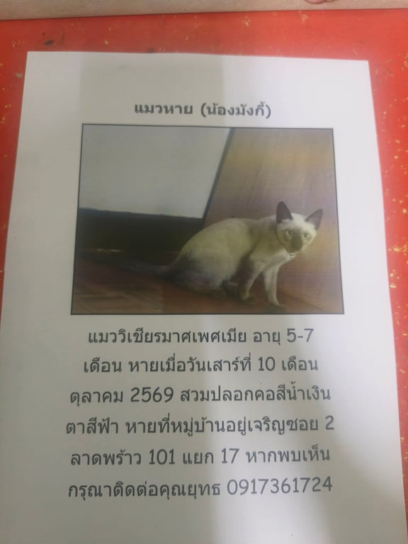 มังกี้
