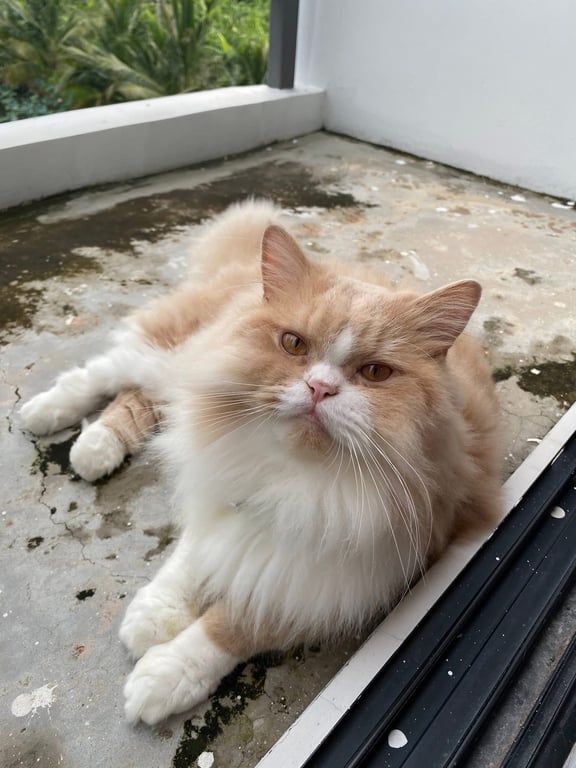 เป๋าตุง