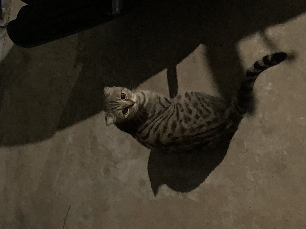 ตามหาเจ้าของแมว น้องหูสั้น น่าจะพันผสมนะคะ