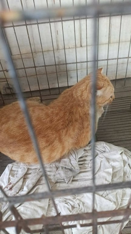 ตามหาเจ้าของแมว แมวส้มหูสั้นอายุน่าจะ 9 เดือน