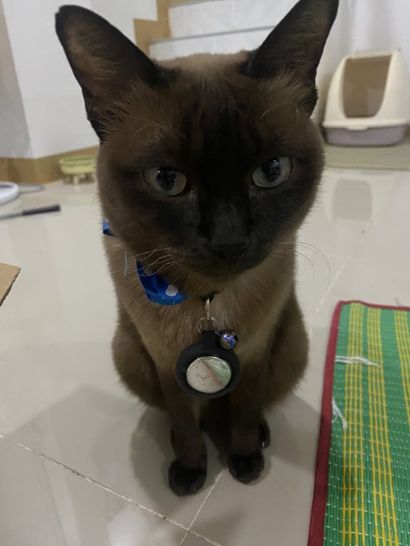 เจินจู