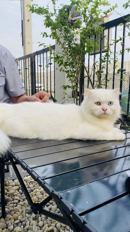 อาเบ๊บ