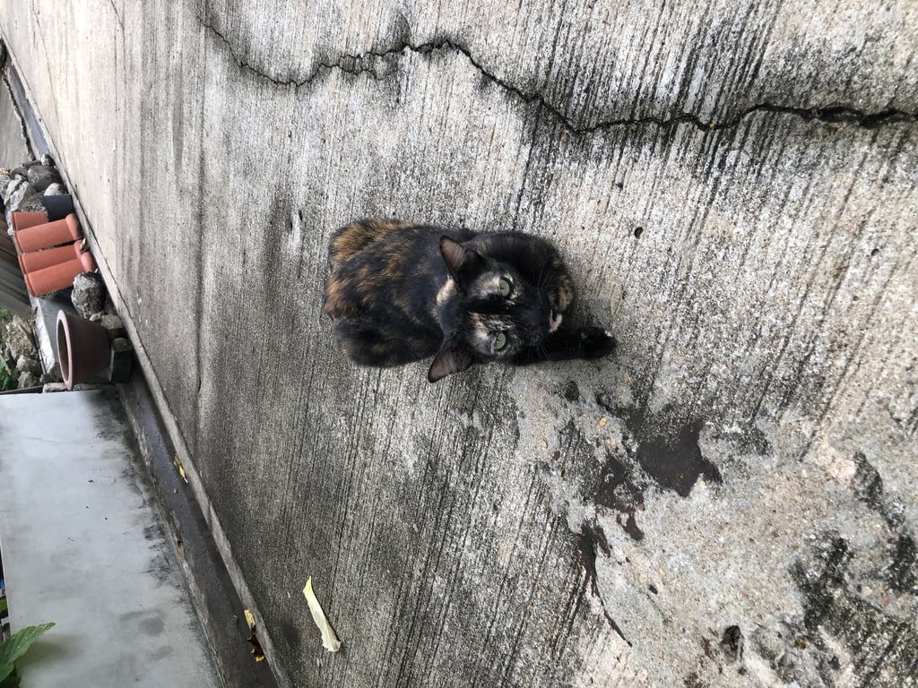 ตามหาเจ้าของแมว น้องเคยมีเจ้าของแต่ถูกทิ้งเลยติดคนมาก ถ้ารับไปเลี้ยงช่วยให้ความรักและเอาใจใส่ให้มากๆด้วยนะคะ