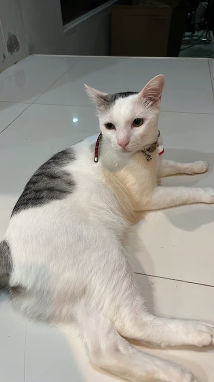 ไคโตะ