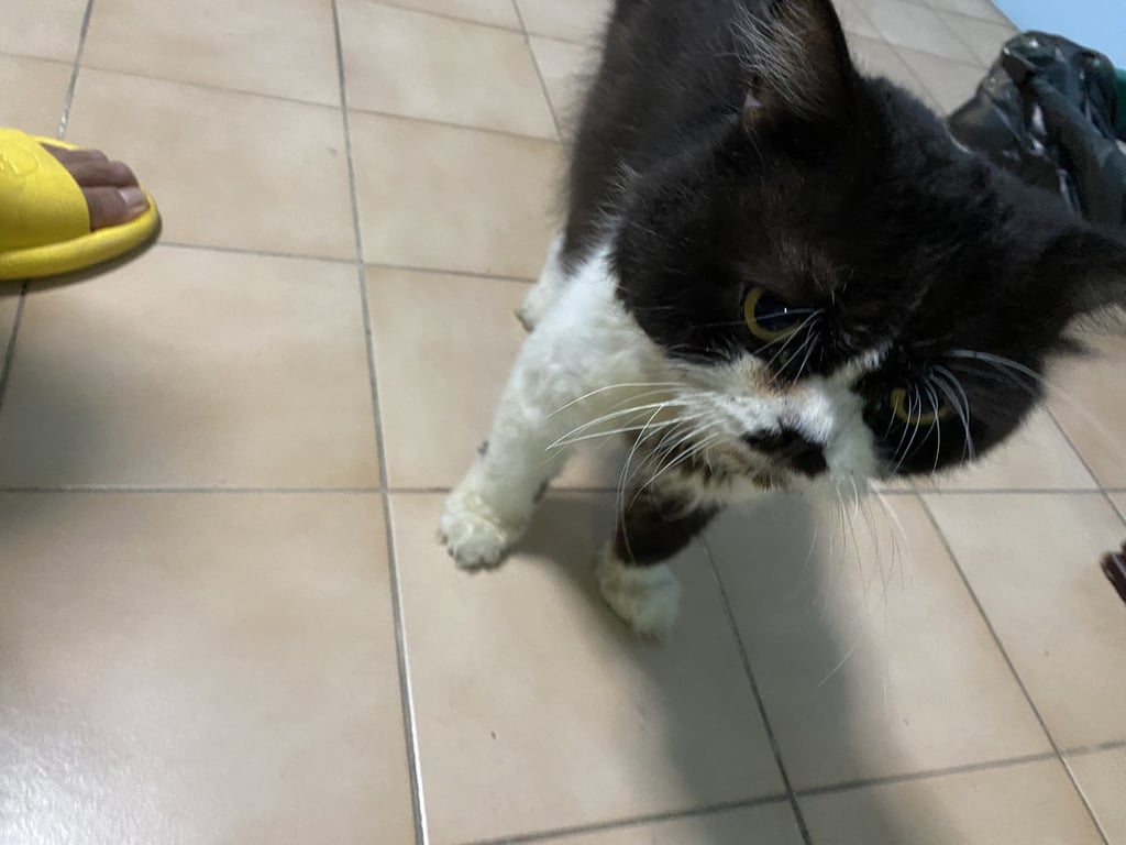 ตามหาเจ้าของแมว แมวสีขาวดำ หน้าเหมือนใส่หน้ากากสีดำ มีสีดำตรงจมูกเหมือนมีหนวด ขาคู่หน้าสีขาว มีสีดำหน้าขาซ้าย ขาคู่หลังสีดำใส่ถุงเท้าสีขาว