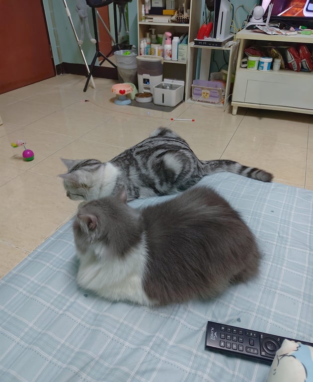 ลิซ่า