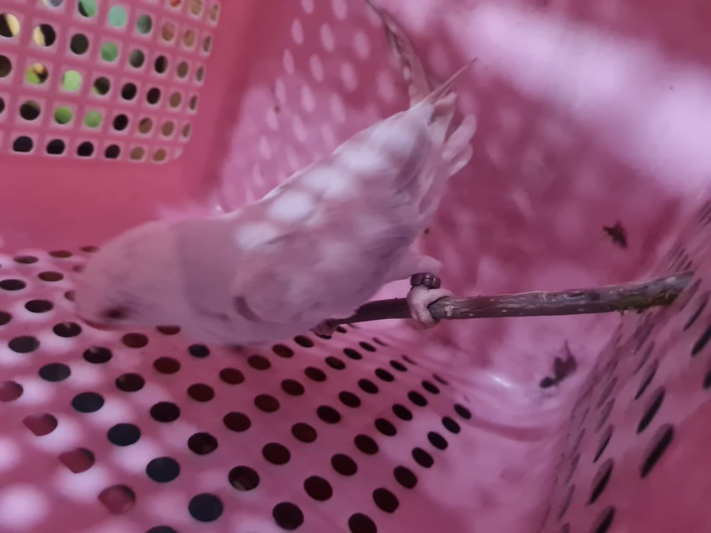 ตามหาเจ้าของนก 