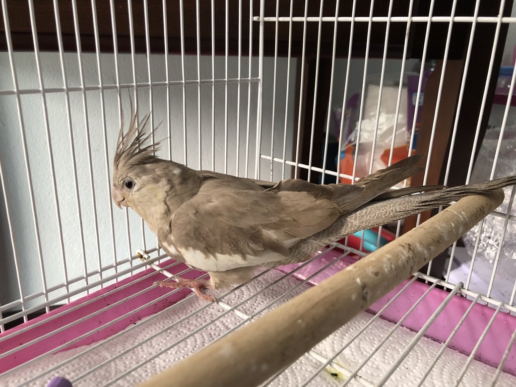 ตามหาเจ้าของนก ตัวสีเทาขาวออกน้ำตาล ไม่มีลาย