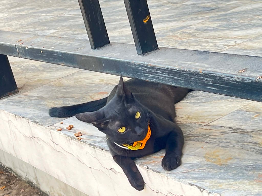 ไข่หอม