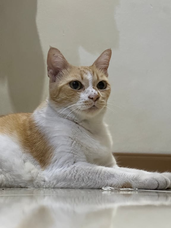 ส้มโอ (Som-O)