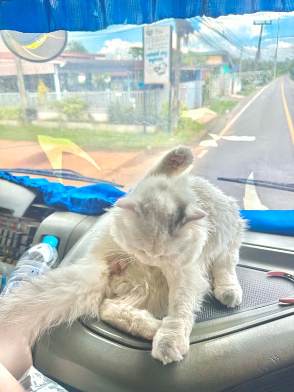 ตัว ตัง