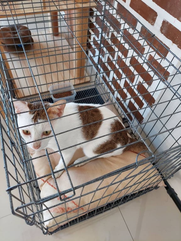 ตามหาเจ้าของแมว แมวสีขาว แซมลายวัวสลิด ตาสีเขียวอมเหลือง