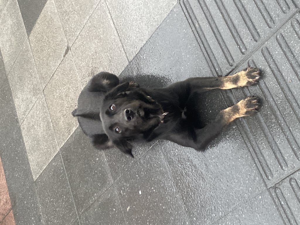 ตามหาเจ้าของหมา นอนตากฝนอยู่ พยายามเดินตามหรือดมคนที่เดินผ่านไปมา แต่พอจะขนับเข้าไปใกล้หรือแตะตัวจะกลัวและระแวง ขยับถอยห่าง ไม่ยอมให้แตะ