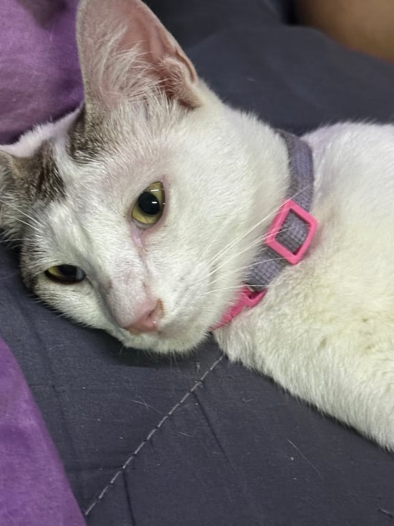 โคโค่