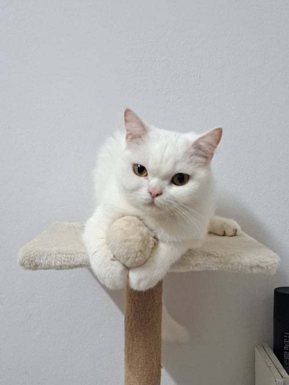 เบบี๋