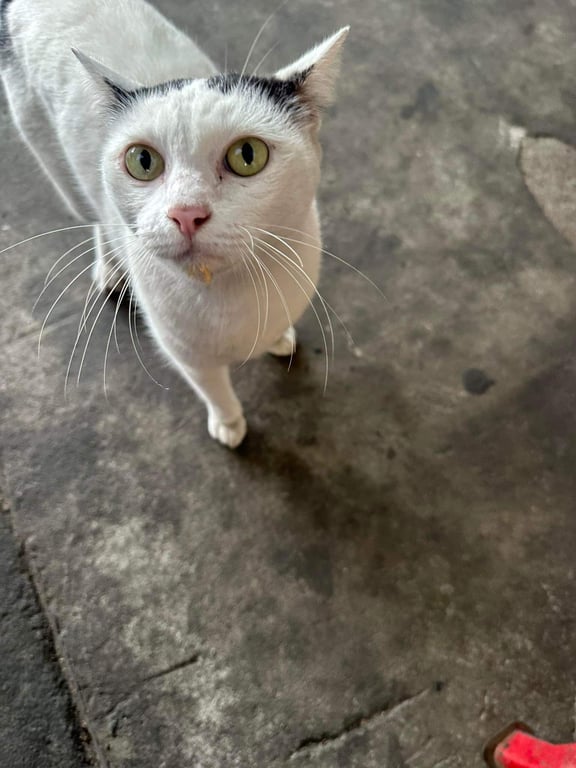 ตามหาเจ้าของแมว น้องหลงมาค่ะ ต้องการหาบ้านด่วน เพราะเข้ามาในบริษัท