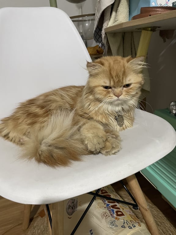 ข้าวปั้น